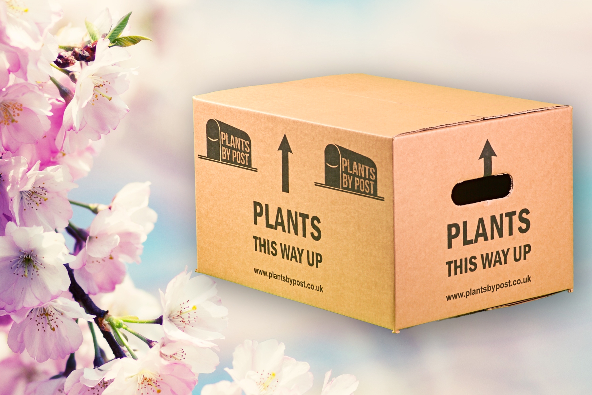 Plants By Post Bedding Box with Flower Background